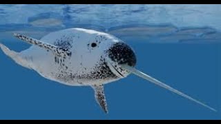 Narwhals The RealLife Unicorns of the Sea [upl. by Otte]