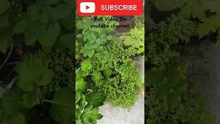 Best Insecticide for plants🌺🌿🍀gardenplants plants pestcontrol insecticides guldaudi music [upl. by Yerffoej]