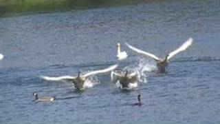 Cygnet Flight School [upl. by Gelya]