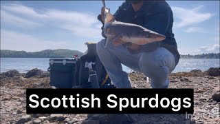 Spurdog fishing on the Scottish West coast sea lochs [upl. by Perot350]