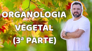 Organologia Vegetal  Folhas Sementes e Frutos 3ª parte [upl. by Tortosa]