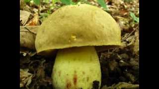 Hřib plavý  Boletus impolitus [upl. by Alleuqcaj]