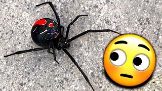 Last Redback Spider amp Spider Roundup January 2019 EDUCATIONAL VIDEO [upl. by Radburn]