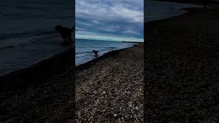 Day at the beach with these goons ❤️ beach puppy lablovers labs lablove viralvideo nature [upl. by Leahcimsemaj19]