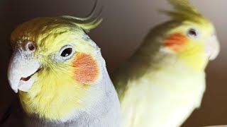 Cockatiel Sounds 24 HOURS of Cockatiel Singing for Lonely Cockatiels [upl. by Gawen]