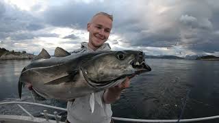 Coalfish Madness in Saltstraumen Norway [upl. by Nairod16]