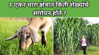 १ एकर चारा क्षेत्रात किती शेळ्यांचे संगोपन होते   commercial goat farming  goat food चारा नियोजन [upl. by Sabino]