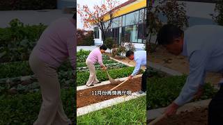 I changed to adding organic fertilizer to overwintering vegetables MySmallVegetableGarden garden [upl. by Lirrad]