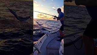 Sailfish almost jumps in small boat [upl. by Atteuqaj]