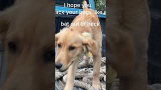 To the spider who bite my RY… puppymusic countrymusic goldenpup [upl. by Isidro102]