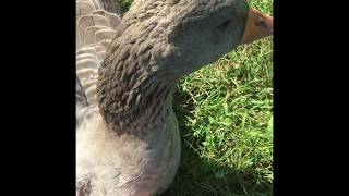 Toulouse Goose Flying Compilation [upl. by Basir879]