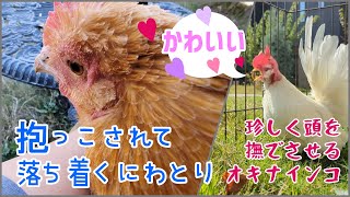 成鳥でお迎え７か月！珍しく頭を撫でさせるオキナインコ＆抱っこで落ち着くにわとり [upl. by Leihcey844]