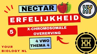 4 vwo  Erfelijkheid  5  Xchromosomale overerving [upl. by Raddy]