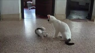 Kitten playing with cat mom [upl. by Elstan]