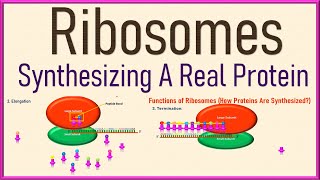 Ribosomes Cell Biology  Structure and Function  Protein Synthesis 3d Animation [upl. by Janicki]