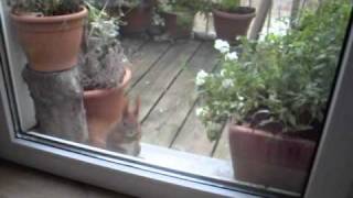 Eichhörnchen bettelt an der BalkontürSquirrel begging at balcony door [upl. by Mccall]