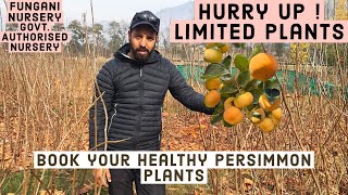 Persimmon Plants Fuyu Available 1st Jan 2024 onwards Limited Stock [upl. by Roze]