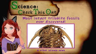 Science Check this out  Most intact trilobite fossils ever discovered [upl. by Dlorej586]