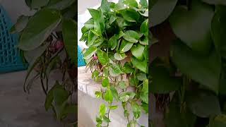 Mani plant ko Ghana karne ke liye moneyplantcare indoorplants [upl. by Ibrad]