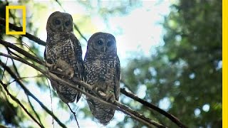 Killing One Owl to Save Another Owl  National Geographic [upl. by Stalk]