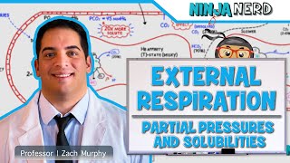 Respiratory  External Respiration Partial Pressures amp Solubilities [upl. by Doretta]