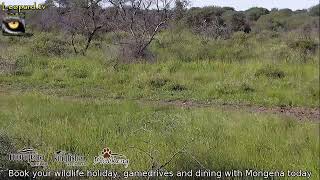 Mongena Dinokeng Live Stream [upl. by Graham]