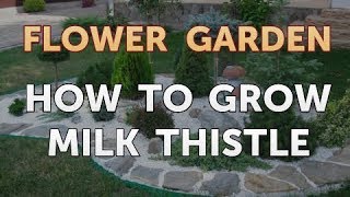 How to Grow Milk Thistle [upl. by Iznyl]