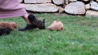 Shih Poo Puppies For Sale [upl. by Senskell]