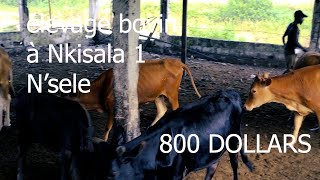 élevage de bovin 800 USD UN MALE A NKISALA NSELE [upl. by Siderf487]