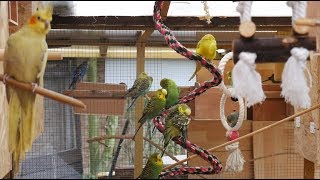 Over 3 Hours of Budgies and Cockatiels Talking Singing and Playing in their Aviary [upl. by Iramo]