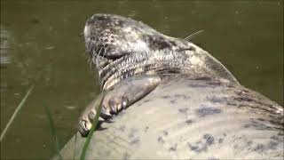 dolfinarium harderwijk parkvideo 2023 [upl. by Ysirhc]