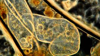 Paramecium Cuddling High Definition Magnified 400x [upl. by Hal]