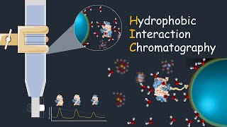 Hydrophobic interaction chromatography  HIC  Application of HIC [upl. by Delinda]