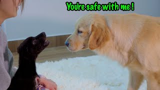 My Golden Retrievers Gentle Approach to a Terrified Rescue Puppy [upl. by Enimsay]