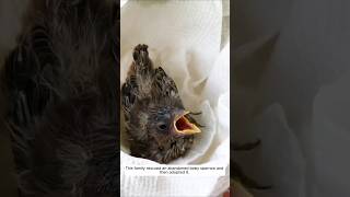 This family rescued an abandoned baby sparrow and then adopted it animalshorts shortvideo [upl. by Goar]