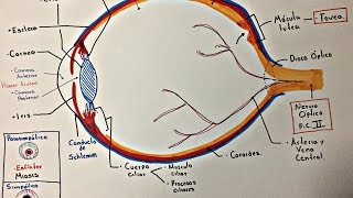 Ojo Anatomía y generalidades [upl. by Lezah149]