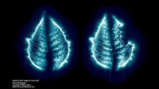 Kirlian Photography  Orbs and auras [upl. by Fiorenza]