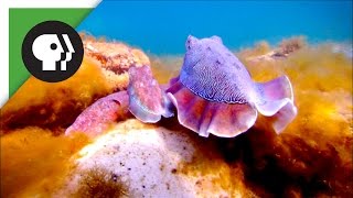 Cuttlefish Males Fool Rivals by Imitating Opposite Sex [upl. by Guyon]