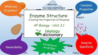 Enzyme Structure Creating the Properties of Enzymes  AP Biology 31 [upl. by Aihpled]