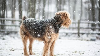 Why Airedale Terriers Arent Really Stubborn [upl. by Anaibib133]