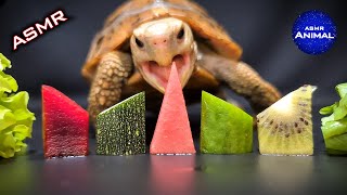 ASMR Mukbang Eating Food 🐢 Turtle Tortoise 96 [upl. by Kacerek796]