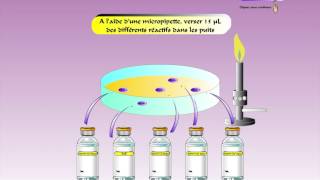 Principe douchterlony immunodiffusion sur gel [upl. by Anel]