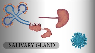 salivary glands anatomyphysiologyhistologypathologymicropharma شرح الغدد اللعابية [upl. by Airdnekal375]