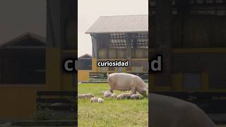 Los cerdos 🐖 no pueden mirar el cielo 🤷 curiosidades curiosidadesdelanaturaleza animales [upl. by Ivad]