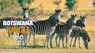 Botswana Jungle Africa 2️⃣  हिन्दी डॉक्यूमेंट्री  Wild animals documentary in Hindi [upl. by Llezniuq]