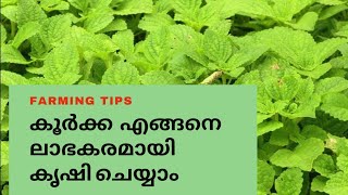 How to grow koorka in malayalam  കൂർക്ക എങ്ങനെ കൃഷിചെയ്യാംകൂർക്ക എങ്ങനെ ലാഭകരമായി ക്യഷി ചെയ്യാം [upl. by Winikka]