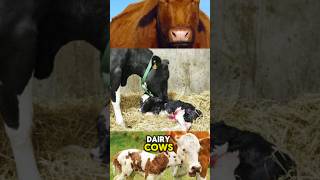 Why Brucella Abortion Occur in Dairy Cows dairycows dairyfarming youtubeshorts [upl. by Viva]