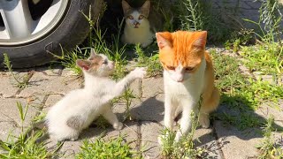 Kittens fight club  Funny kitten video [upl. by Wachtel]