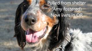 Setter Rescue 20092011 [upl. by Coady]