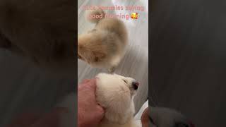 Cute lil poms in the morning pomeranian dog pomeranian puppy teacupdog pom teacuppomeranian [upl. by Afinom]